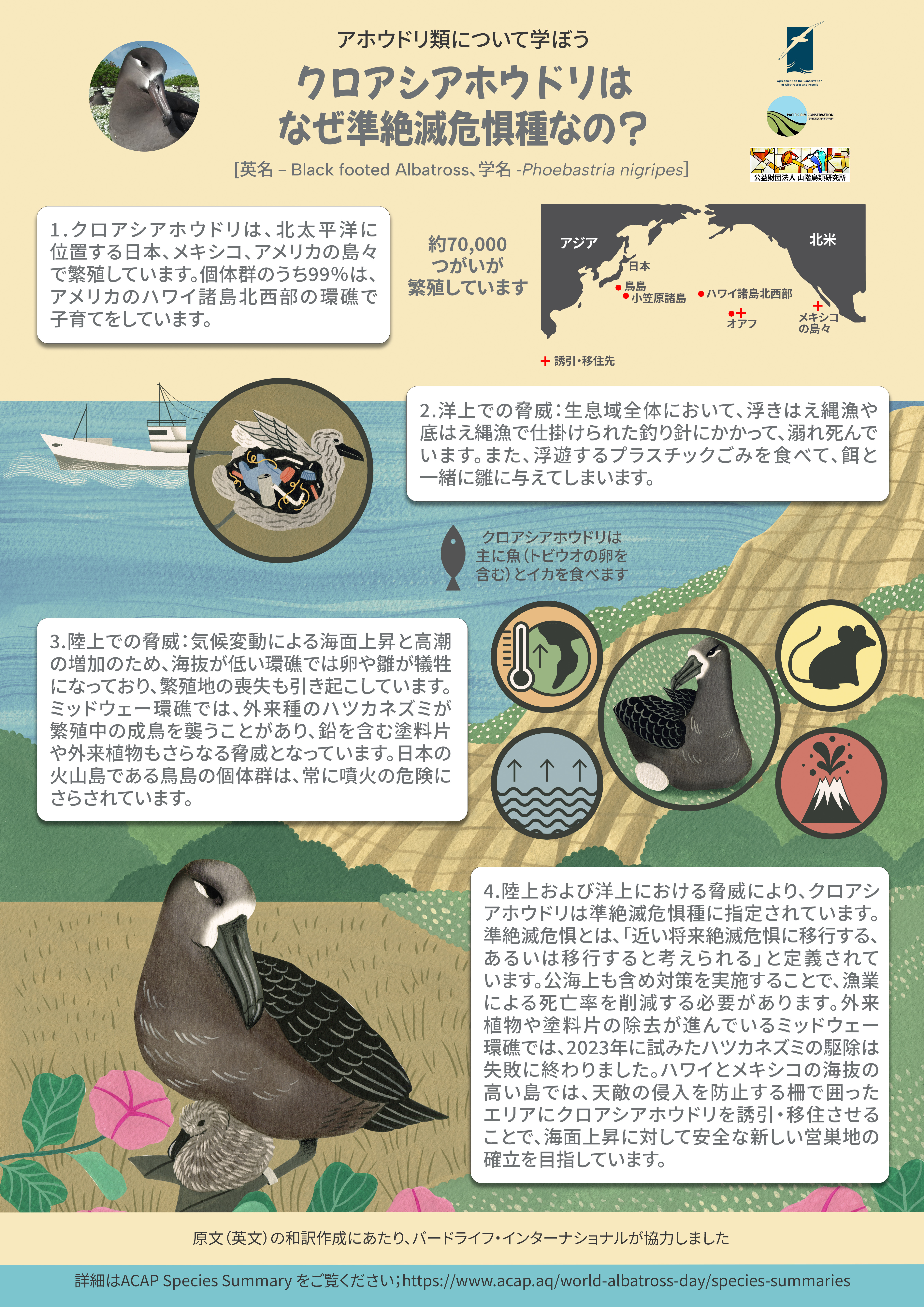 ACAP_Black-footed_Albatross_A1poster_j.jpg