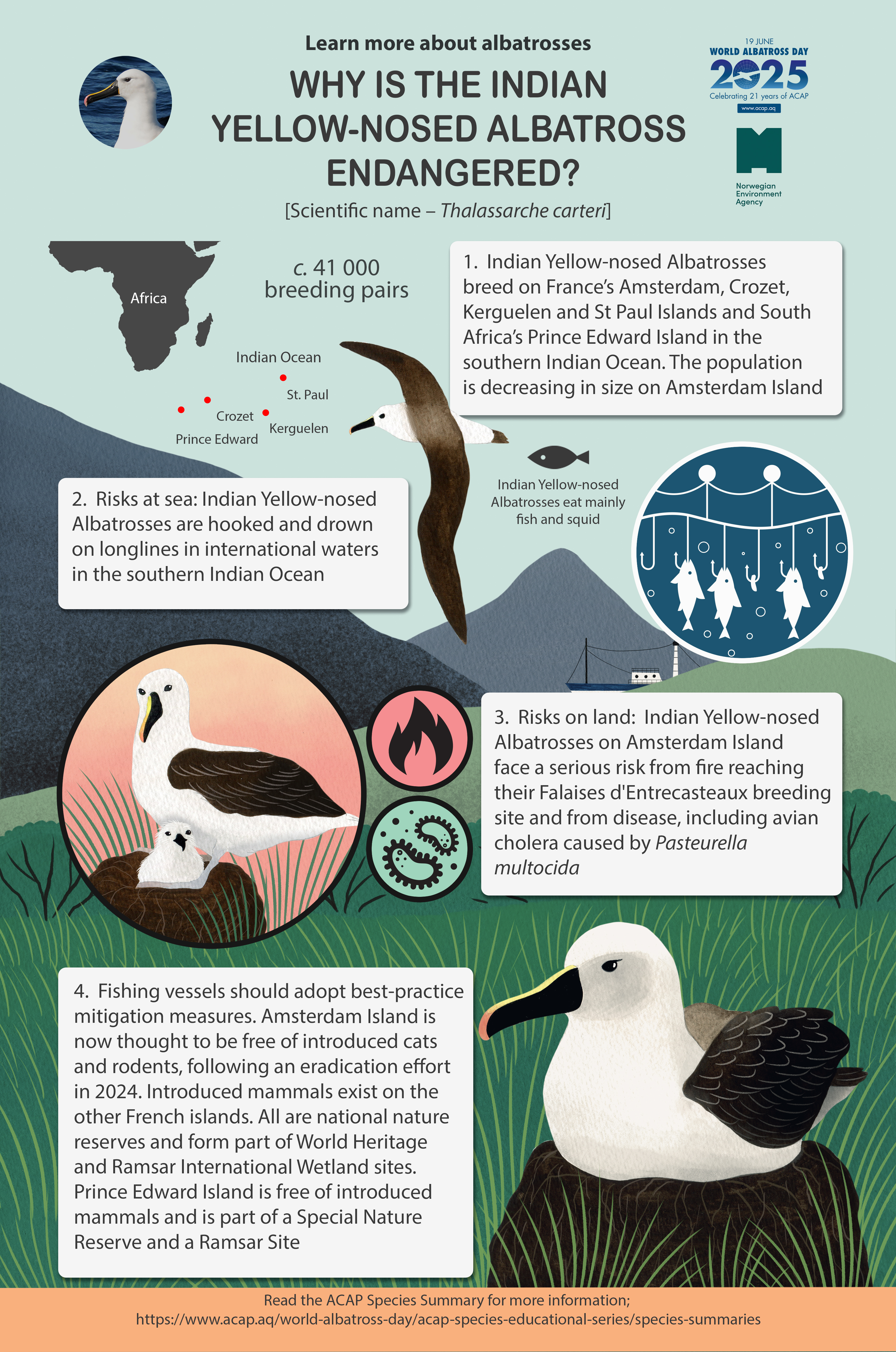 ACAP_Indian_Yelow-nosed_Albatross_infographic_med_e.jpg