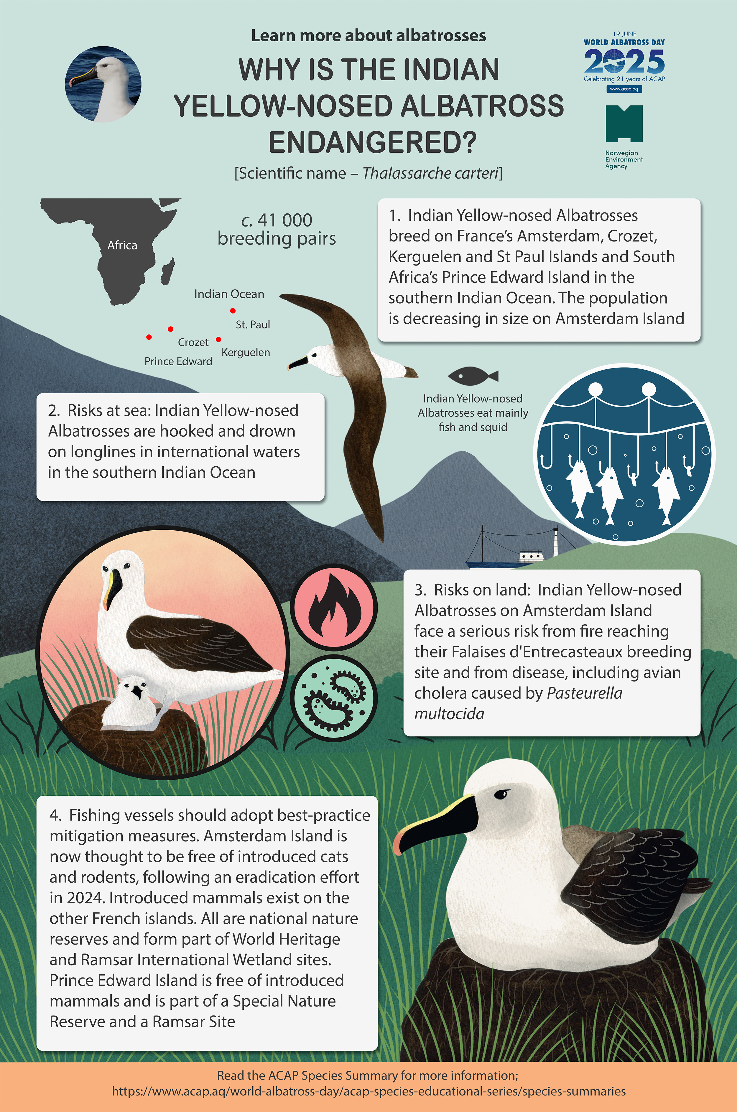 ACAP_Indian_Yelow-nosed_Albatross_infographic_preview_e.jpg