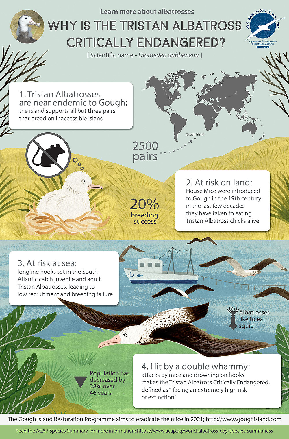 Tristan Albatross infographic colour