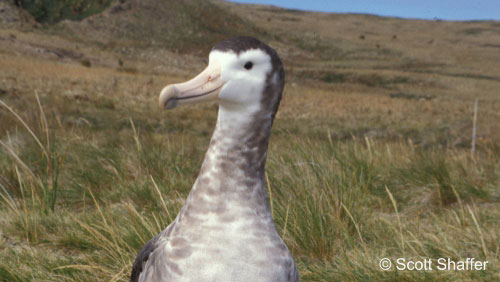 albatross endangered
