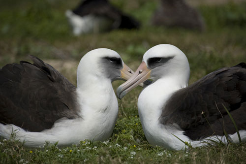 Laysan Albatross Pair by James Lloyd
