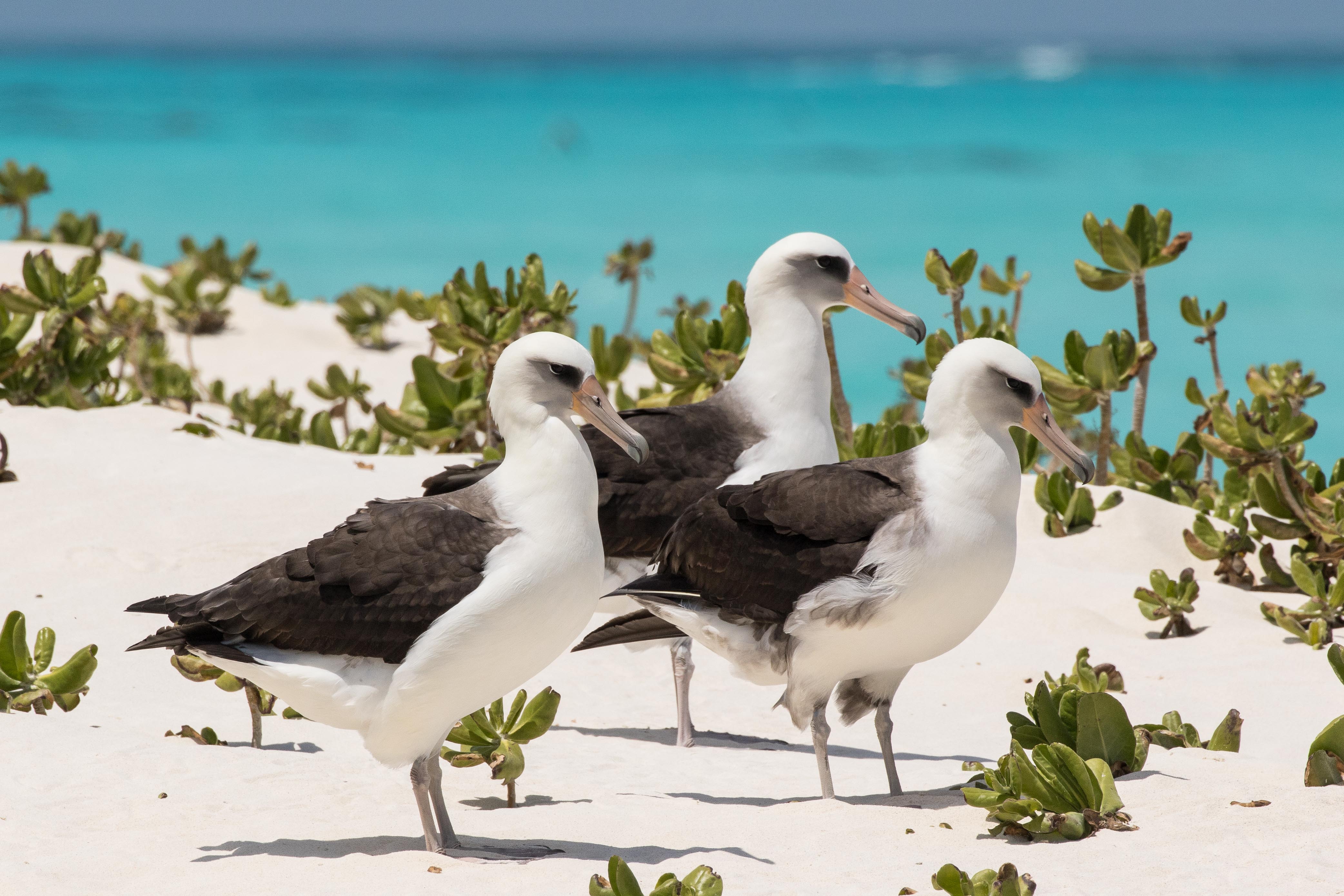 A group of three Laysan Albatross standing on the sandy shore of Midway Atoll. Photograph by Eric Vandewerf, taken April 2018.