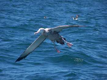 tristan albatross c51 off uruguay martin abreu