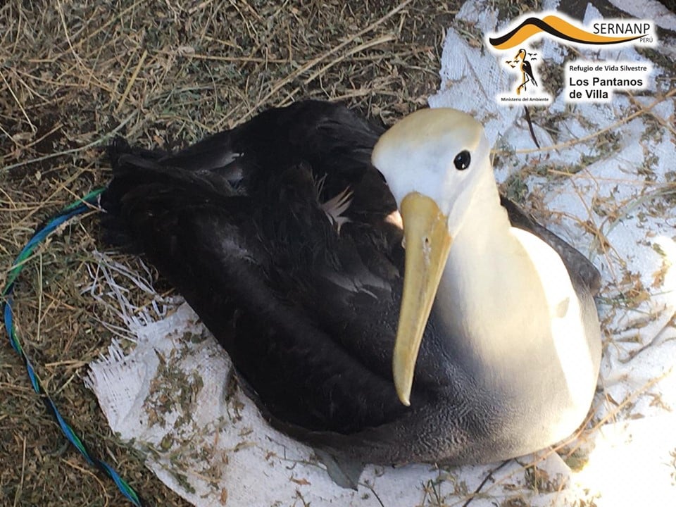 Rehabilitated Waved Albatross 4