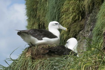 Whitecapped Albatross SW Cape Auckland Barry Baker s