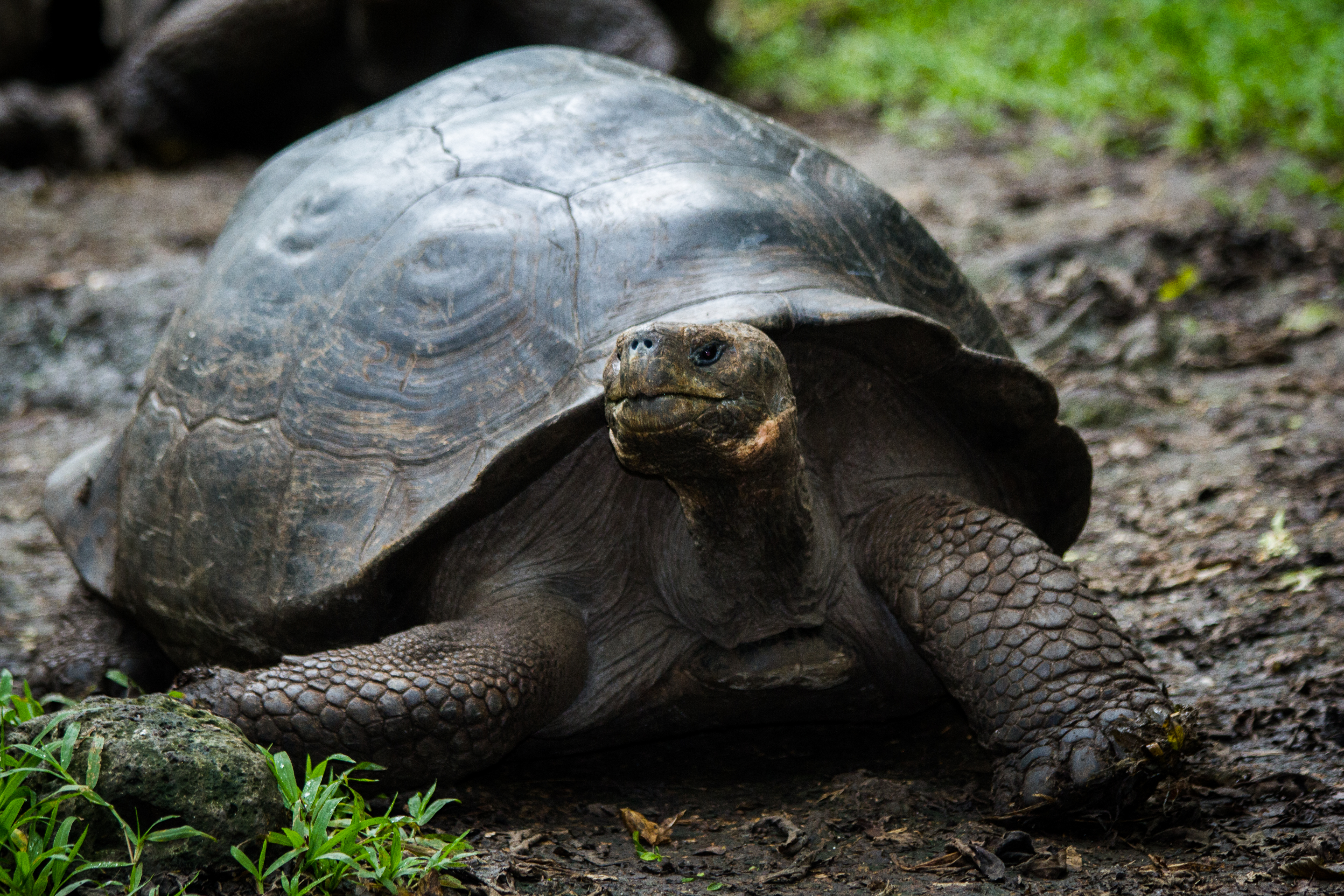 giant tortoise on isla floreana