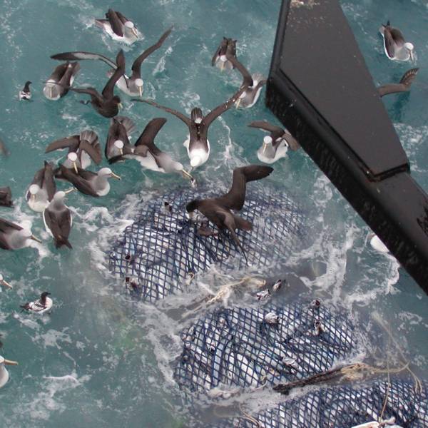 Studies evaluate the Marine Stewardship Council’s new risk assessment tools and enhanced standards to protect vulnerable species including seabirds
