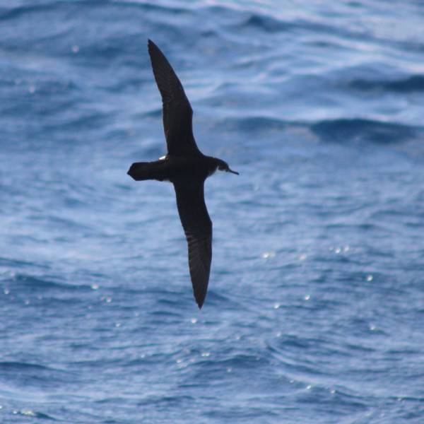 Wait for me fellows!  Late-breeding Manx Shearwaters play catch up on migration