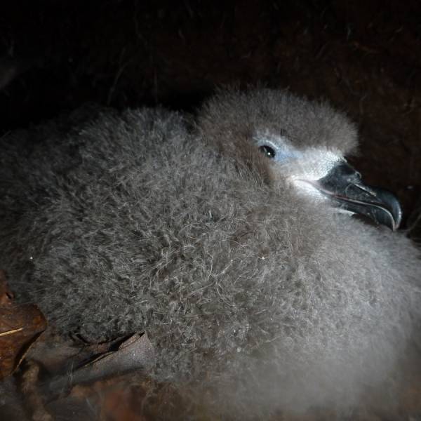 Island populations of the Endangered Hawaiian Petrel differ in breeding phenology