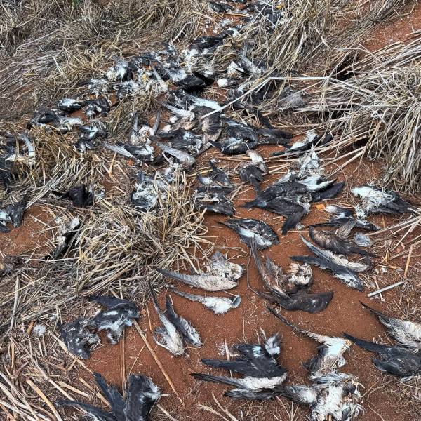 Wedge-tailed Shearwaters face an ongoing onslaught by feral cats on Kauai