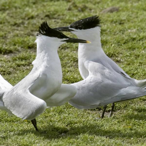 Highly Pathogenetic Avian Influenza hits older seabirds hardest in one study: implications for long-lived albatrosses?