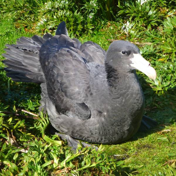First record of Highly Pathogenetic Avian Influenza in an ACAP-listed species in New Zealand