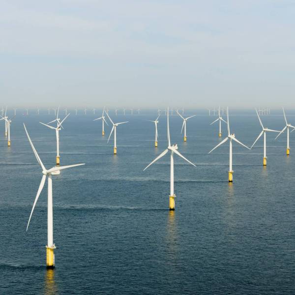 Funding opportunity: the Agreement on the Conservation of Albatrosses and Petrels - Renewables Environmental Research Initiative (ACAP-RERI)
