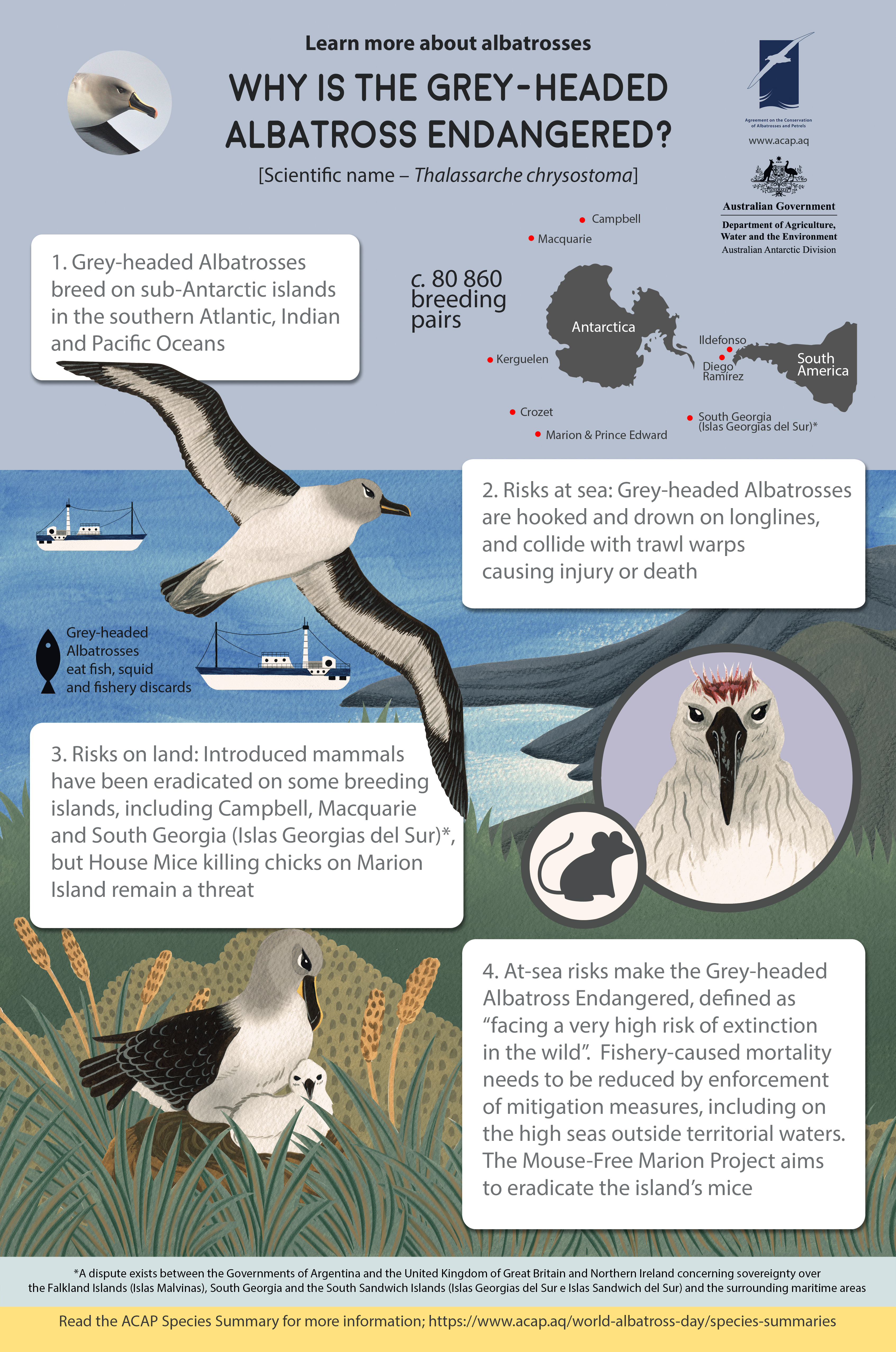 ACAP_Grey-headed_Albatross_infographic_preview2025_e.jpg