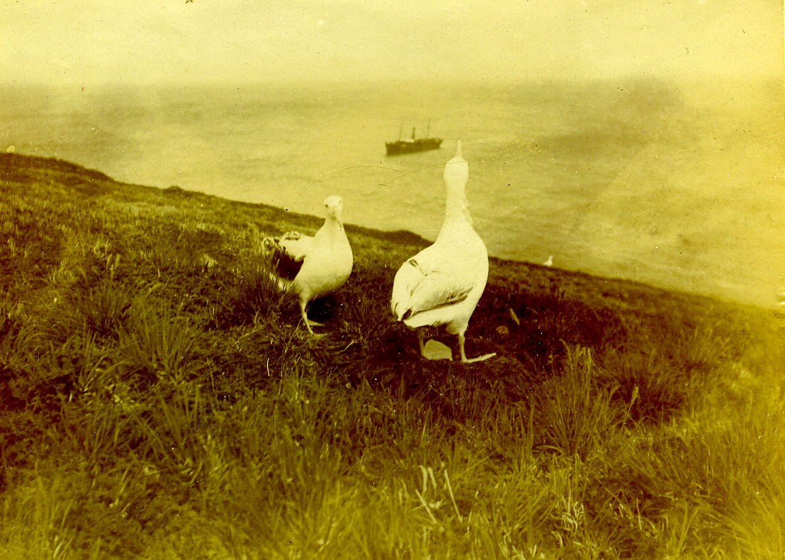 Albatrosses by the nest Solglimt first voyage Possession Crozets Harboe Ree 1907 08 Vestfoldarkivet 2