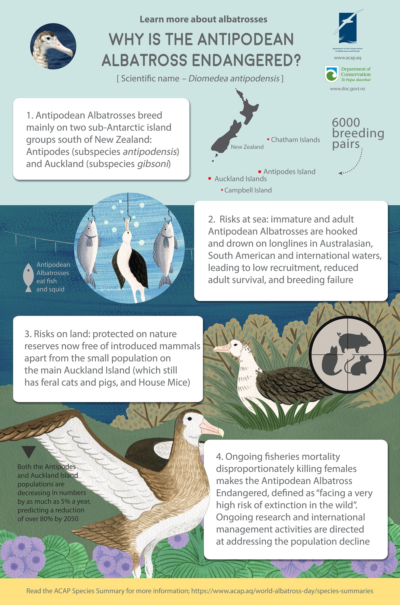 Antipodean Albatross Infographic English medium poster 5mm bleed FINAL