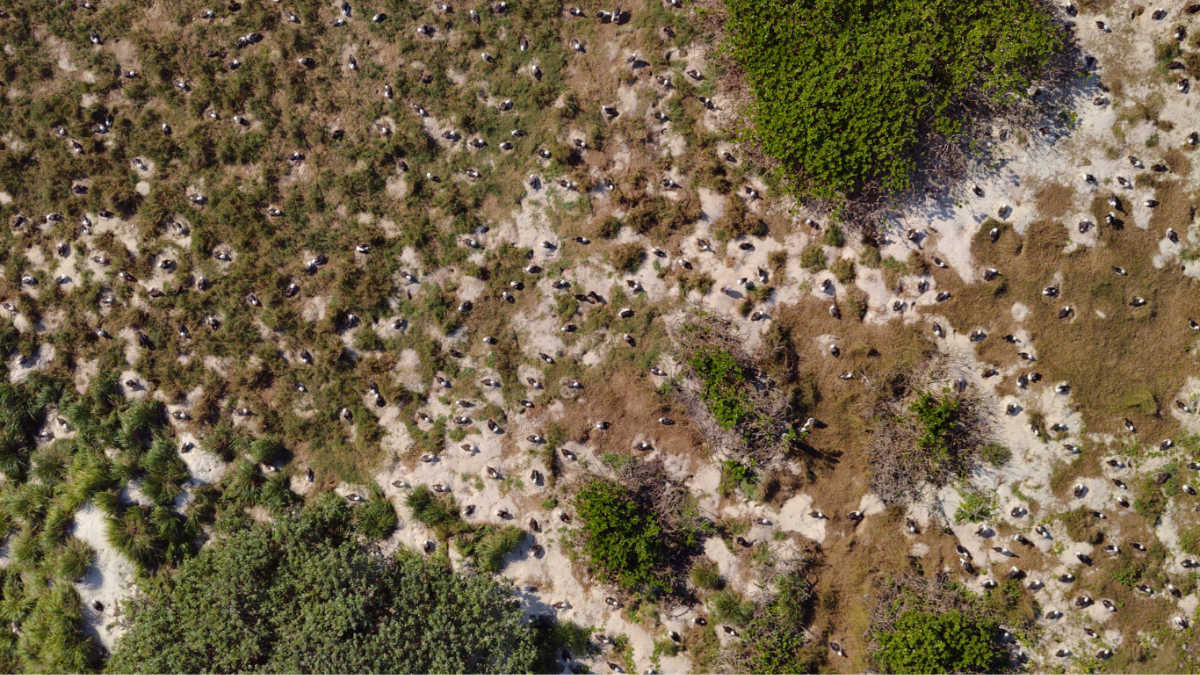 Drone Laysan Midway 1