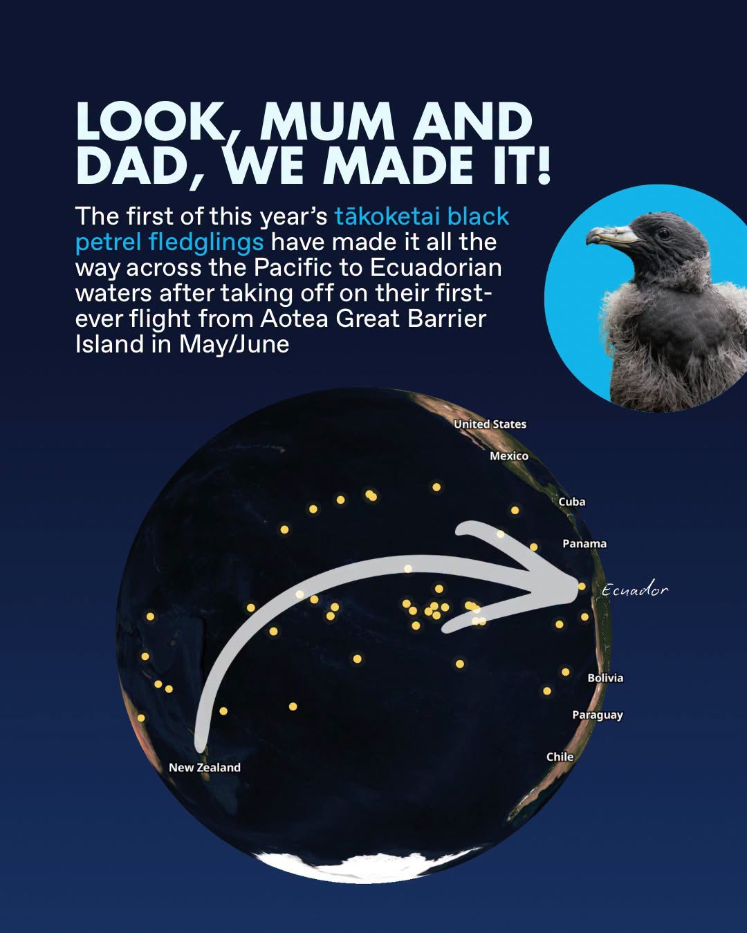 Fledgling Black Petrel 2026 tracking 1