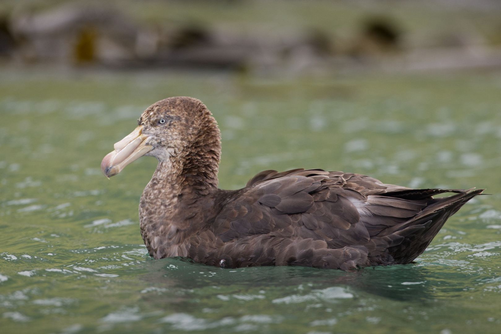 GiantNorthernPetrel11