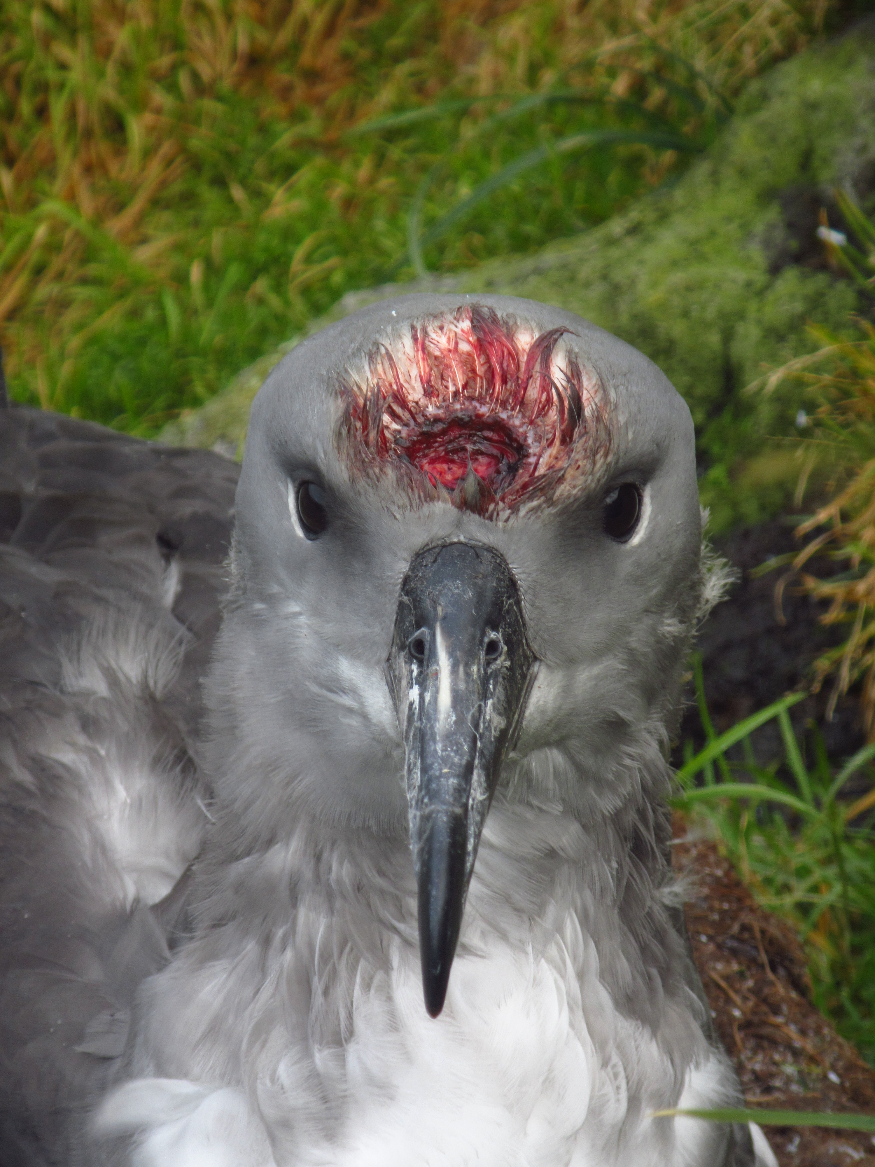 Kim Stevens wounded Grey headed Albatross chick