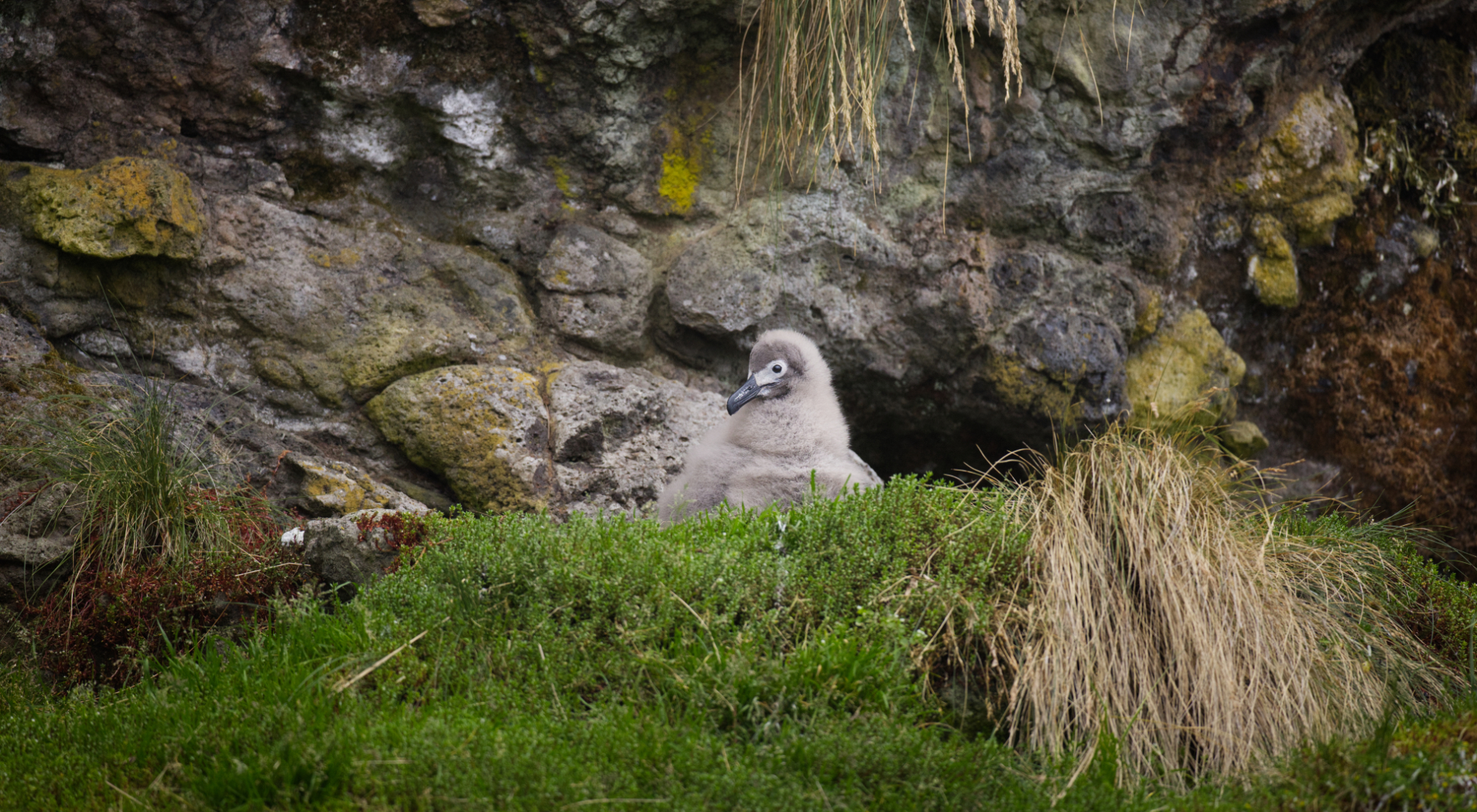 LightMantledSootyAlbatross6