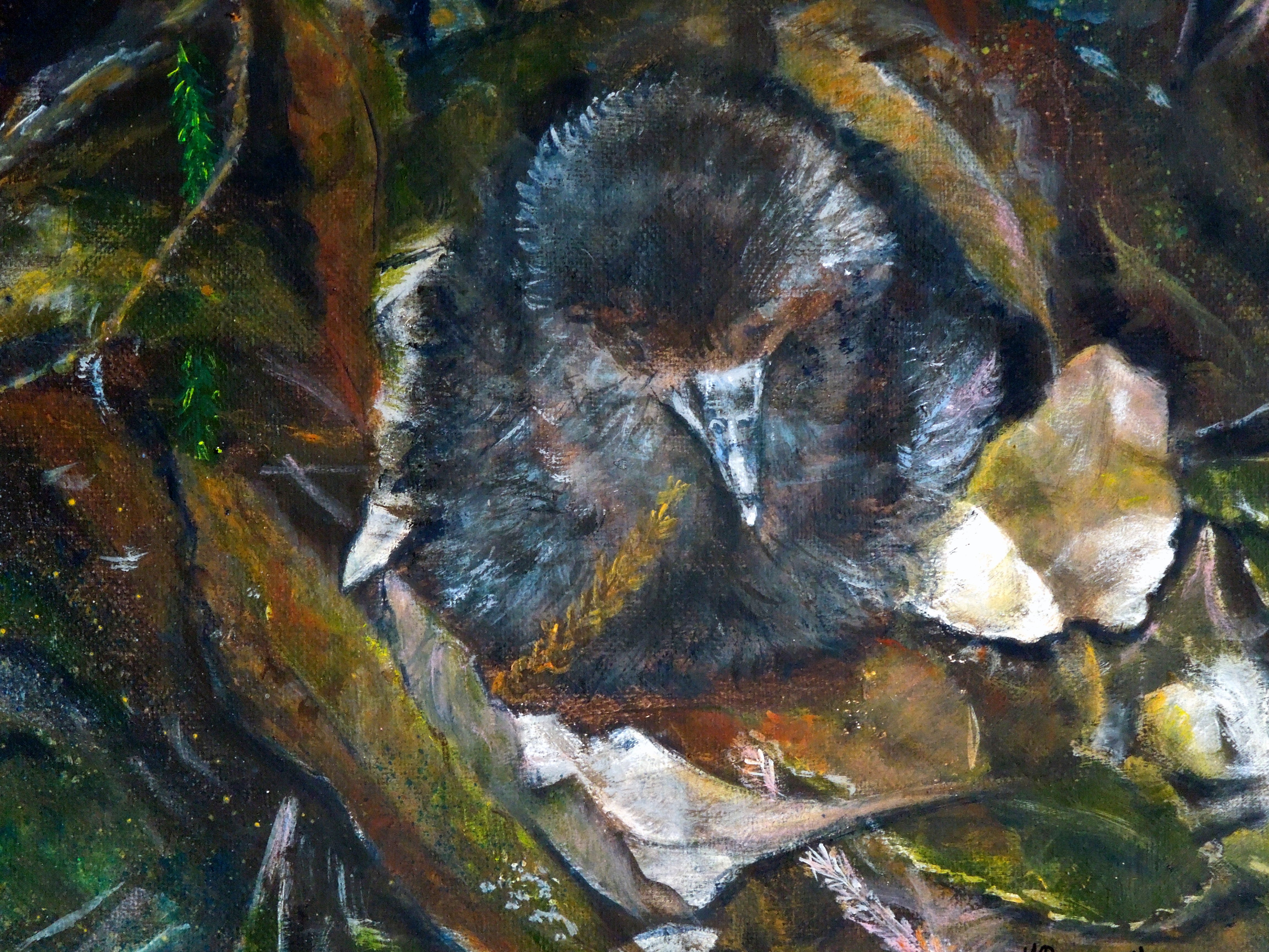Maureen Bennetts Black Petrel chick Biz Bell
