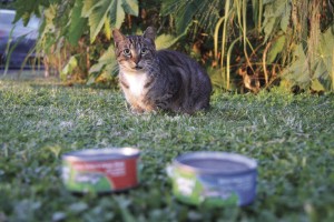 Feral cat