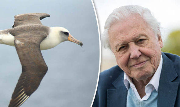 David Attenborough Albatross Laysan
