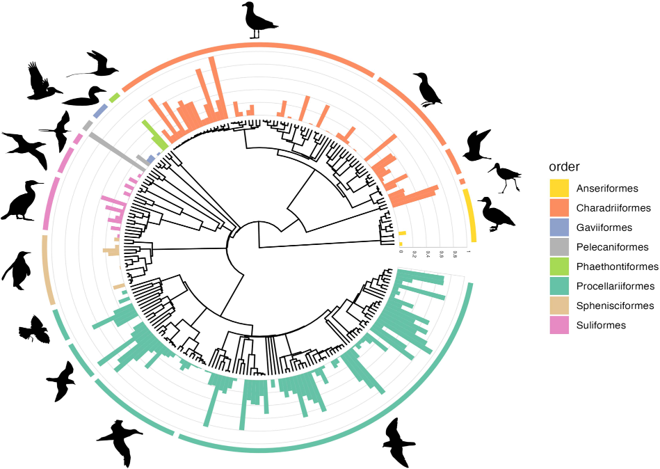 Phylogeny plastics