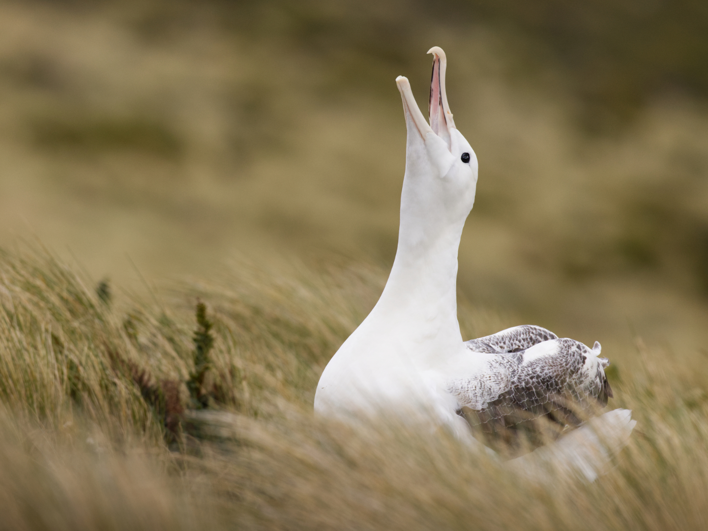 Southern RoyalAlbatross Campbell Island Mitchell 2
