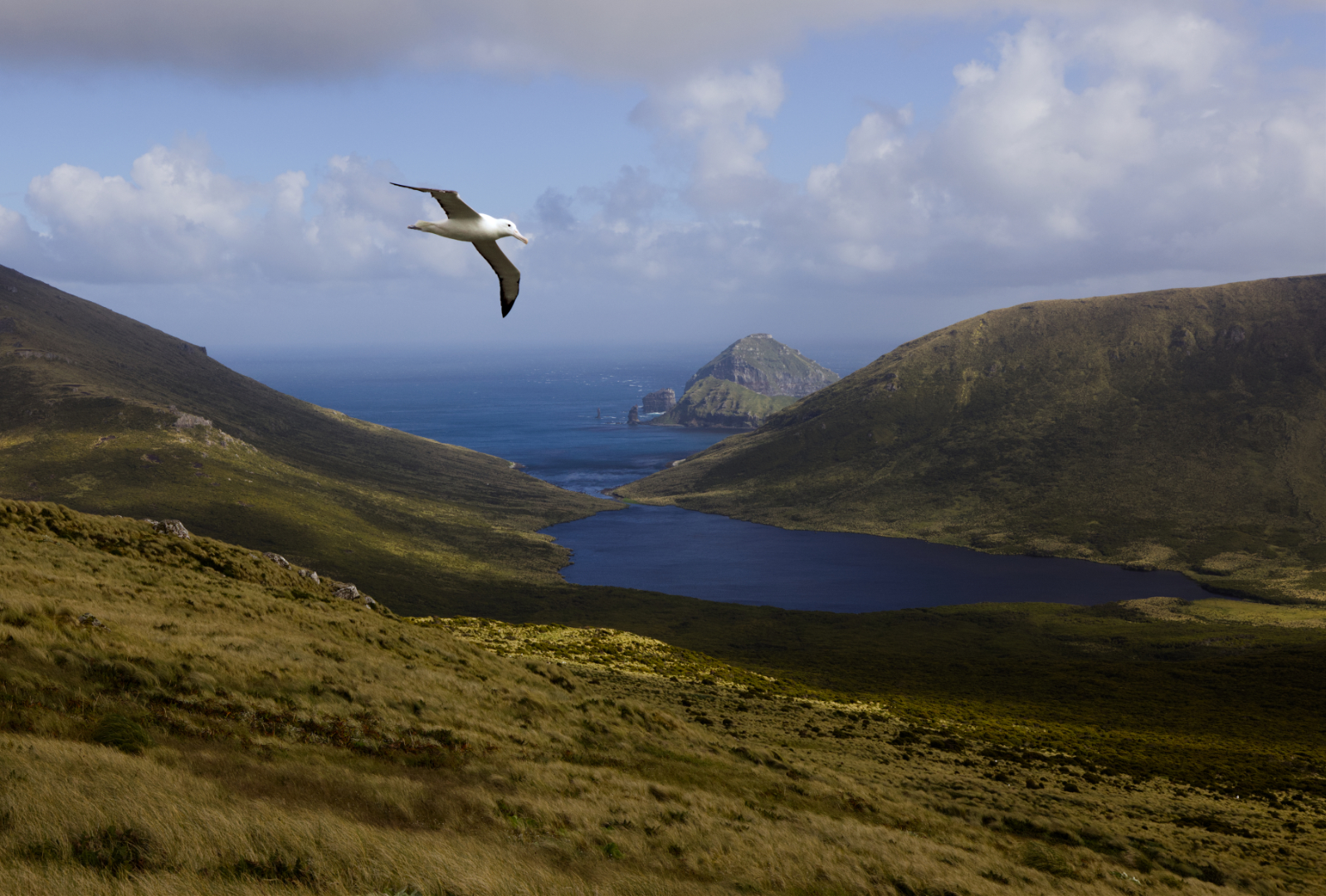 Southern RoyalAlbatross Campbell Island Mitchell Roberts