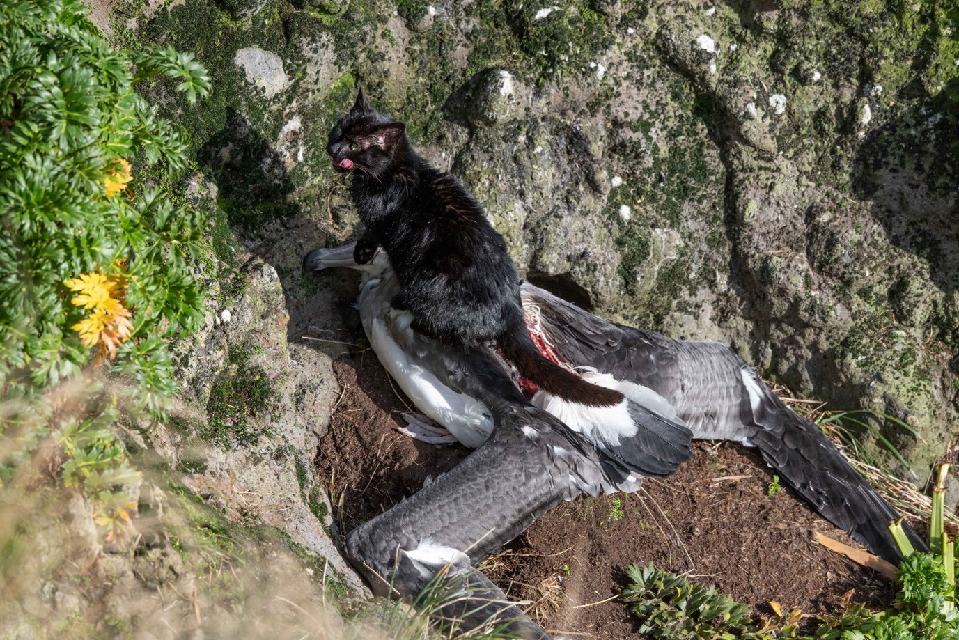UPDATE A feral cat feeds on the body of a White capped Albatross chick close to fledging Auckland Island photograph by Stephen Bradley