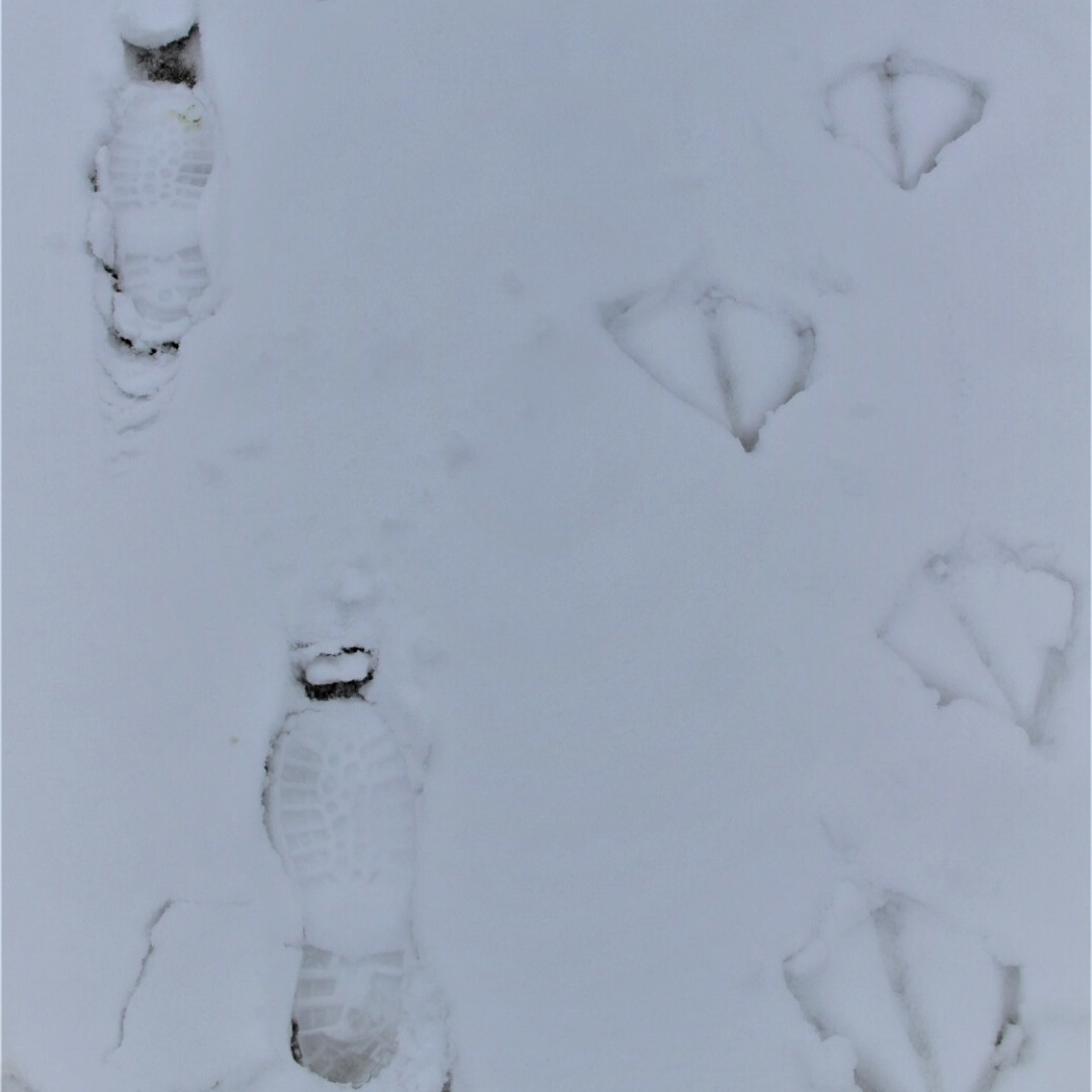 Alex Dodds footprints