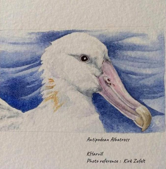 Antipodean Albatross Kirk Zufelt Kitty Harvill