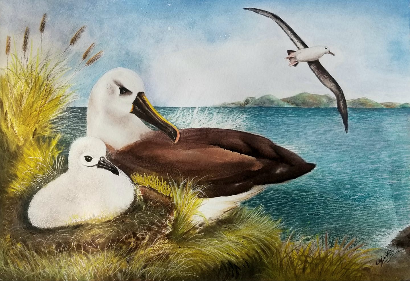 Atlantic Yellow nosed Albatrosses Anju Rajesh Mothers Love
