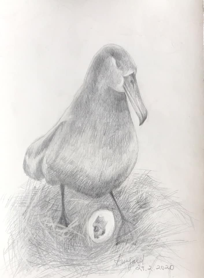 Black footed Albatross Pete Leary Irmgard Schanner