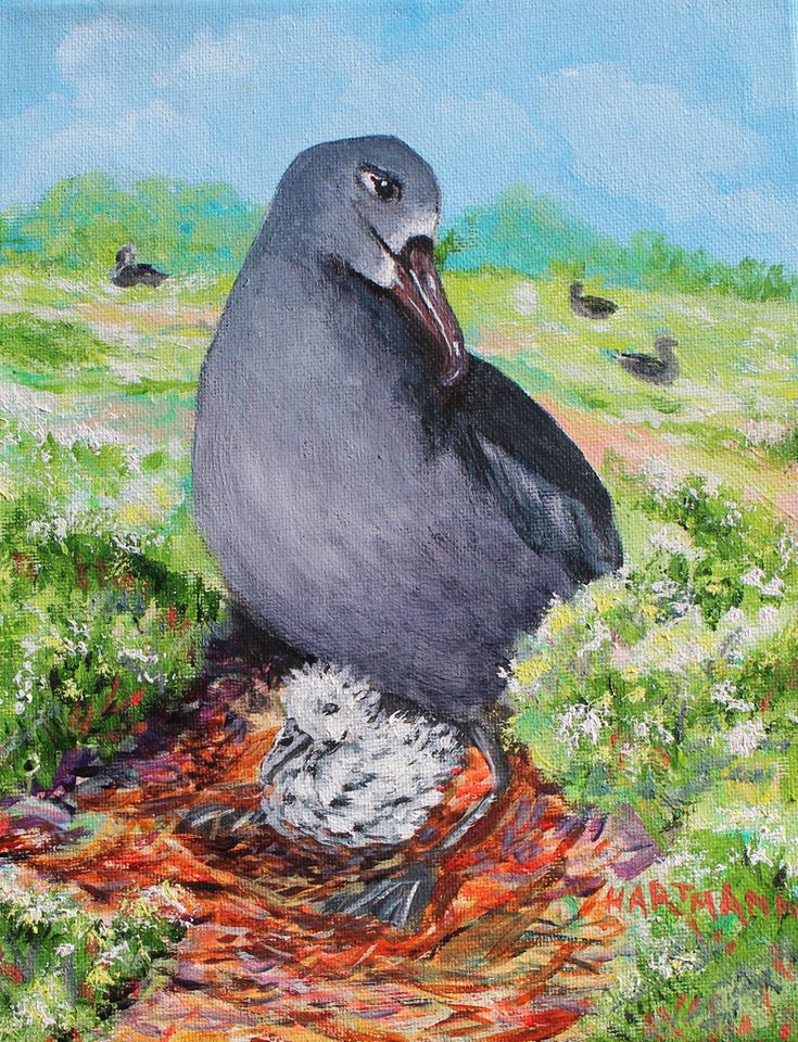 Black footed Albatross Wieteke Holshausen Joyce Hartmann