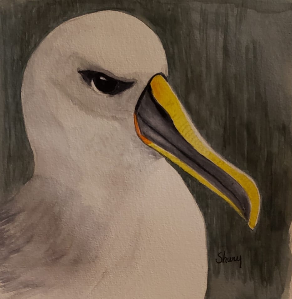 Bullers Albatross Paul Sagar Shary Page Weckwerth