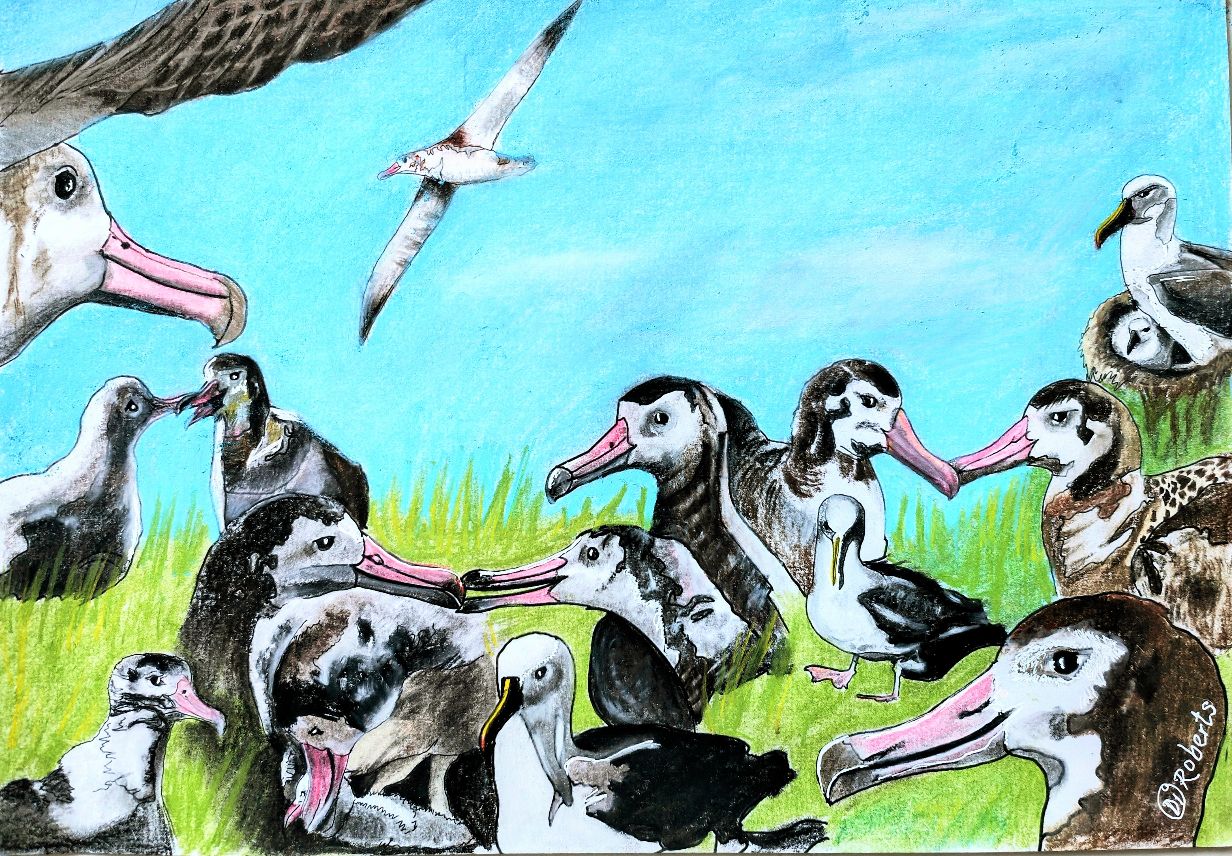Di Roberts Amsterdana and Indian Yellow nosed Albatrosses