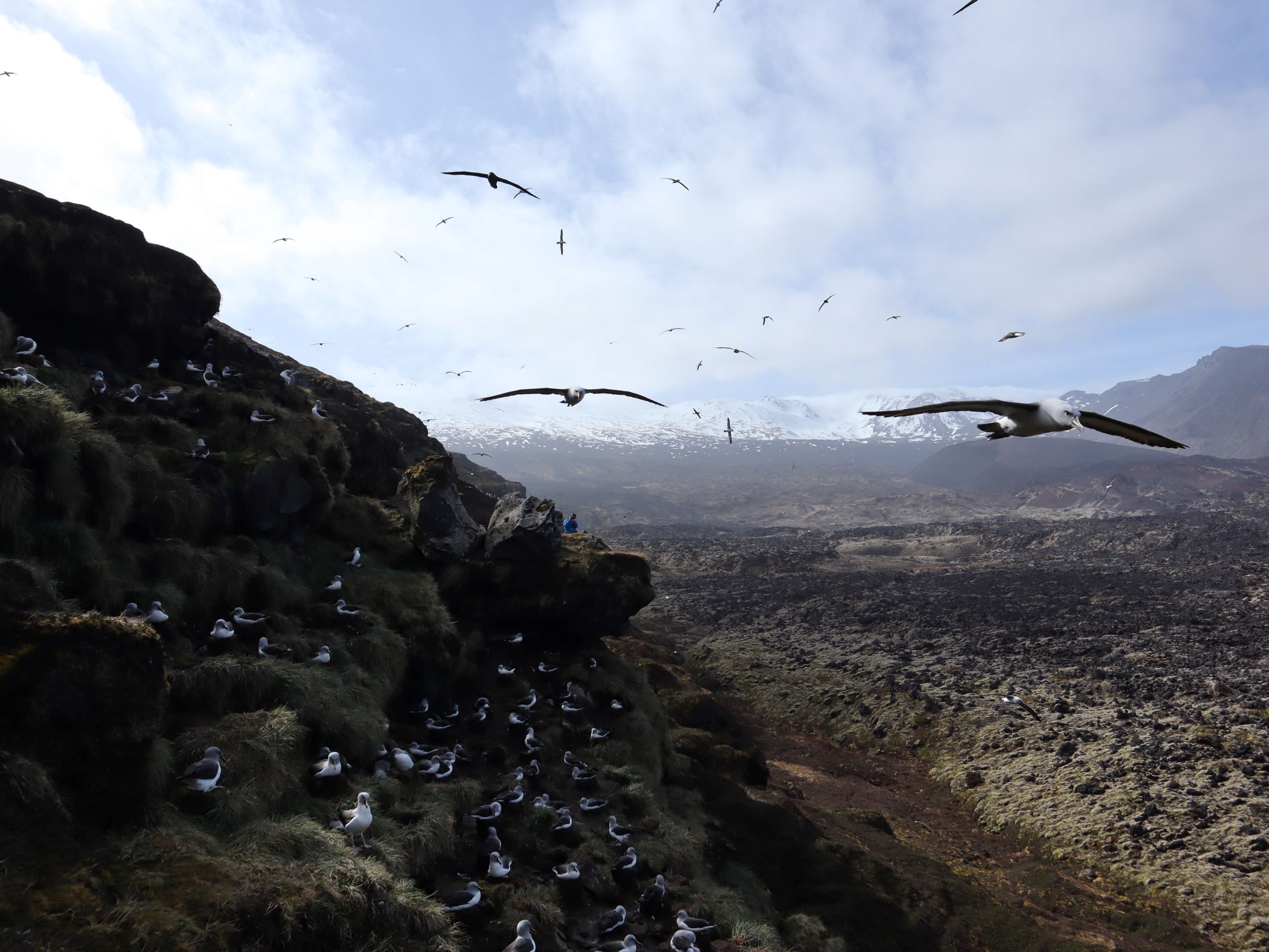 Janine Schoombie Karen Versteegh Grey headed Sooty Albatrosses 6