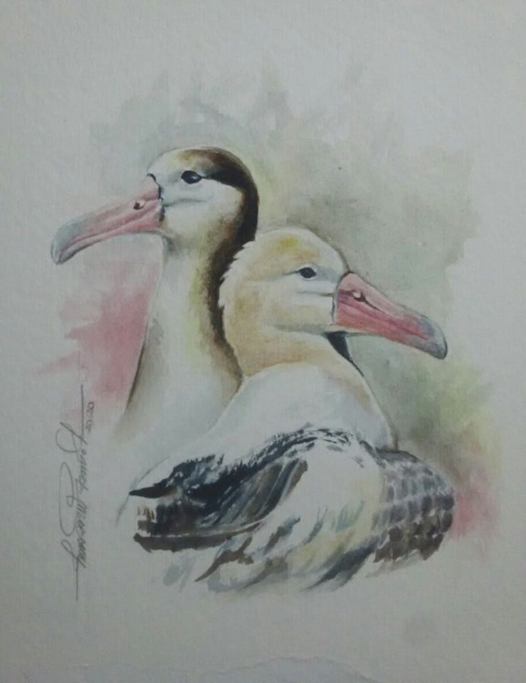 Short tailed Albatross Laurie Johnson Lucimara Wesolowicz