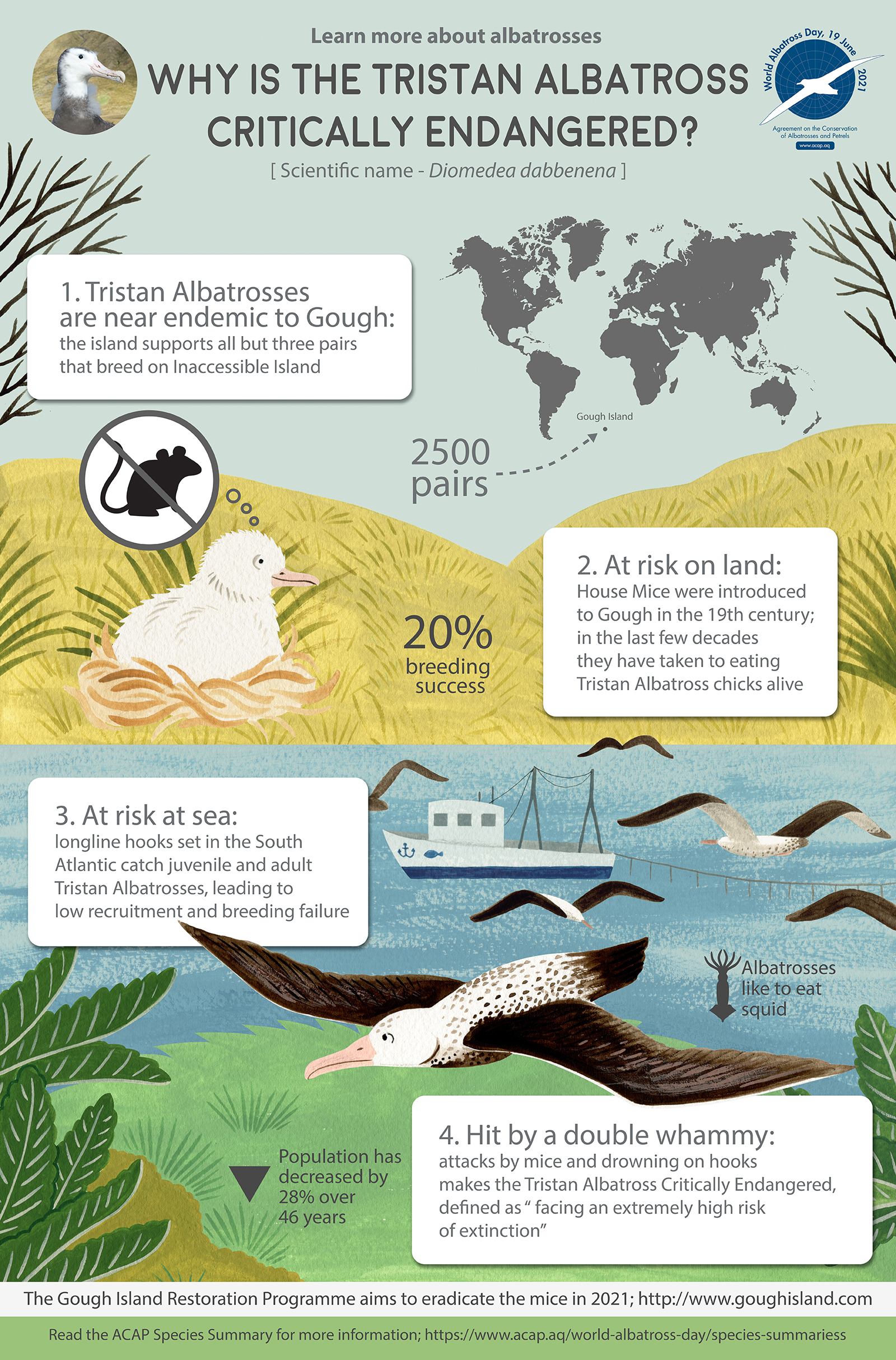 Tristan Albatross infographic English