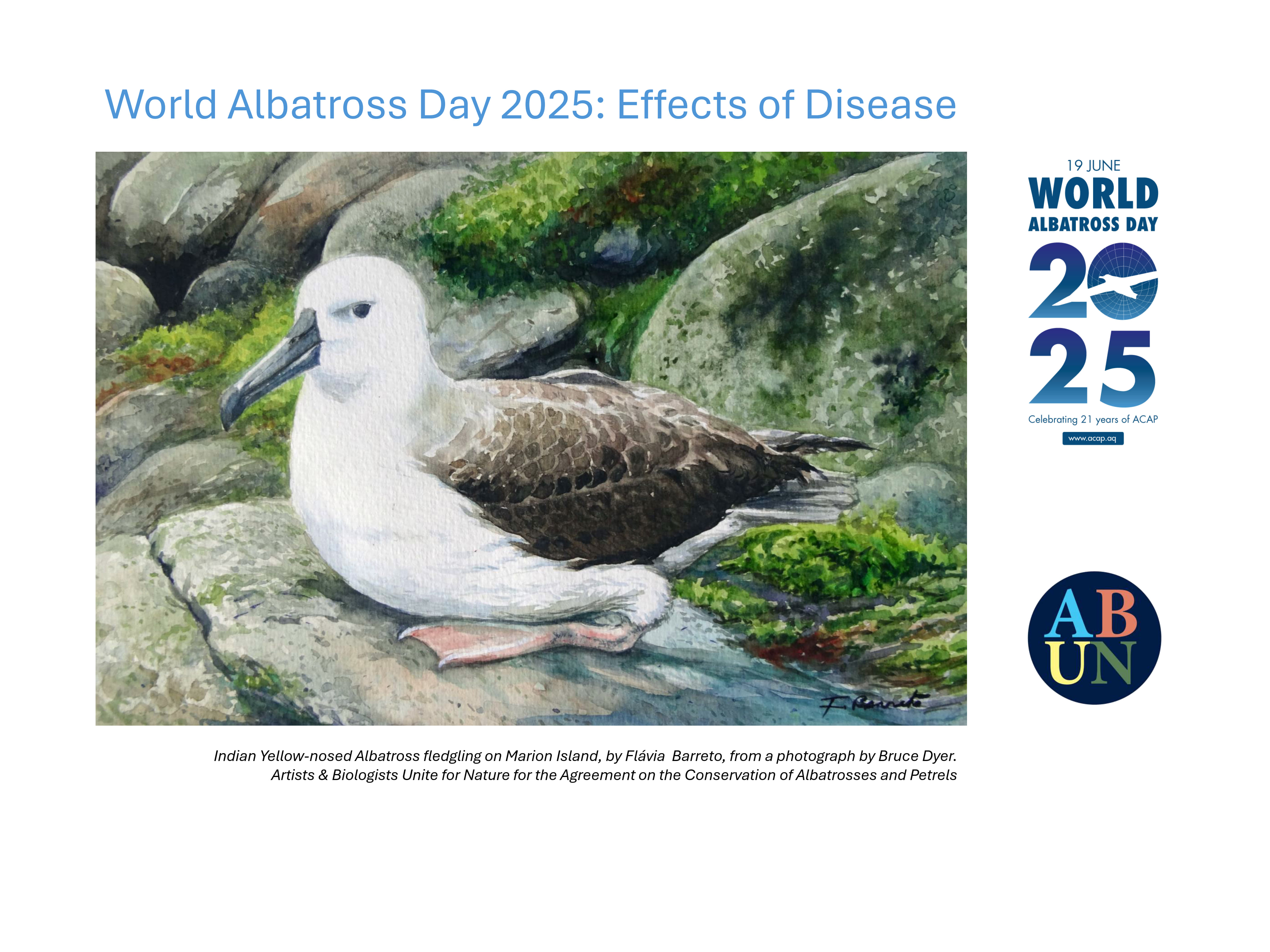 WAD2025 Indian Yellow nosed Albatross fledgling by Flavia Barreto