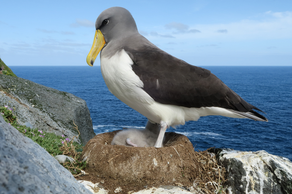 Chatham Island Albatross The Pyramid 11.11.2016 Credit Dave Boyle
