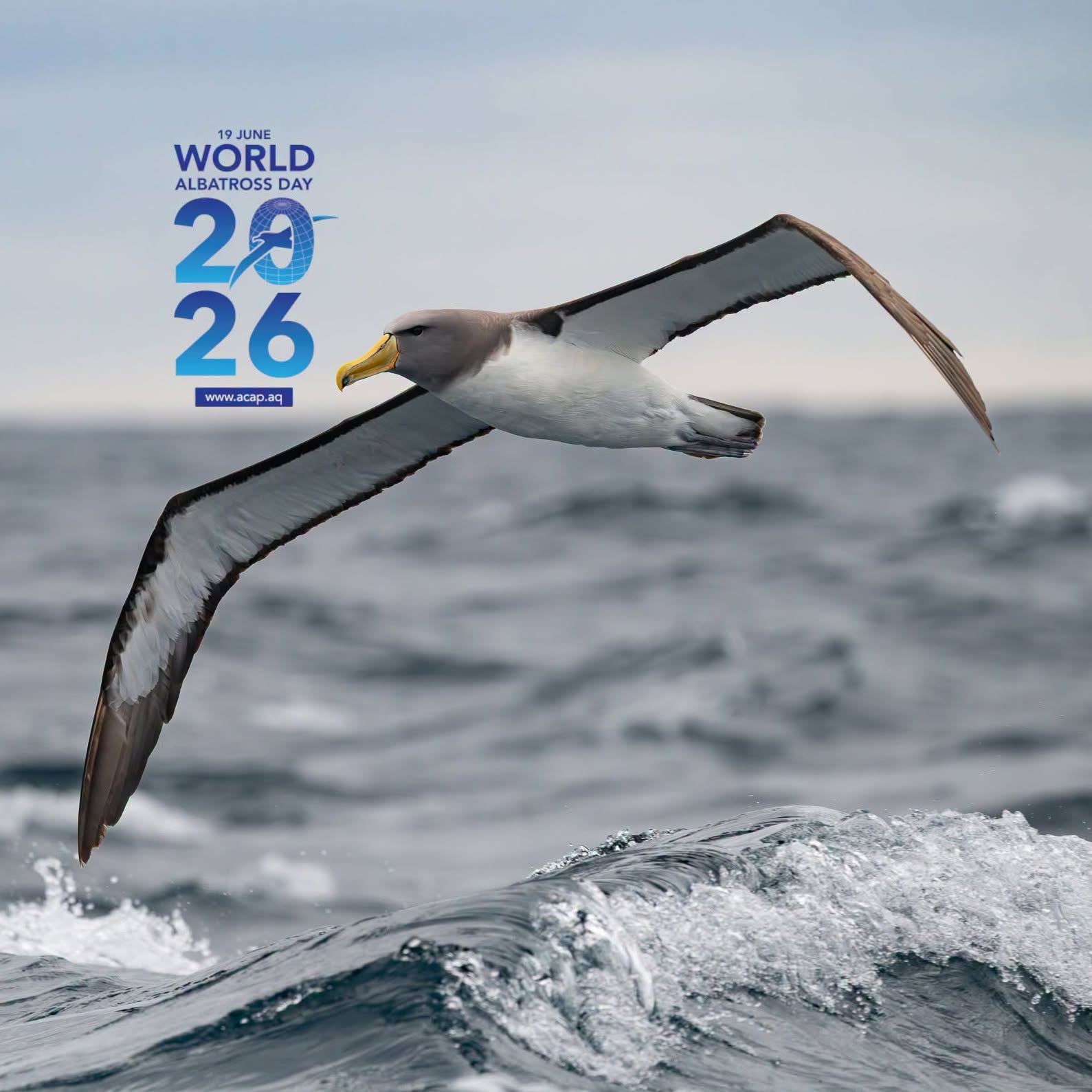 DOC WAD2026 poster
