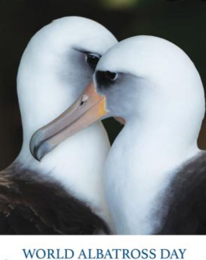 Hawaii Birdwatching WAD2026 poster