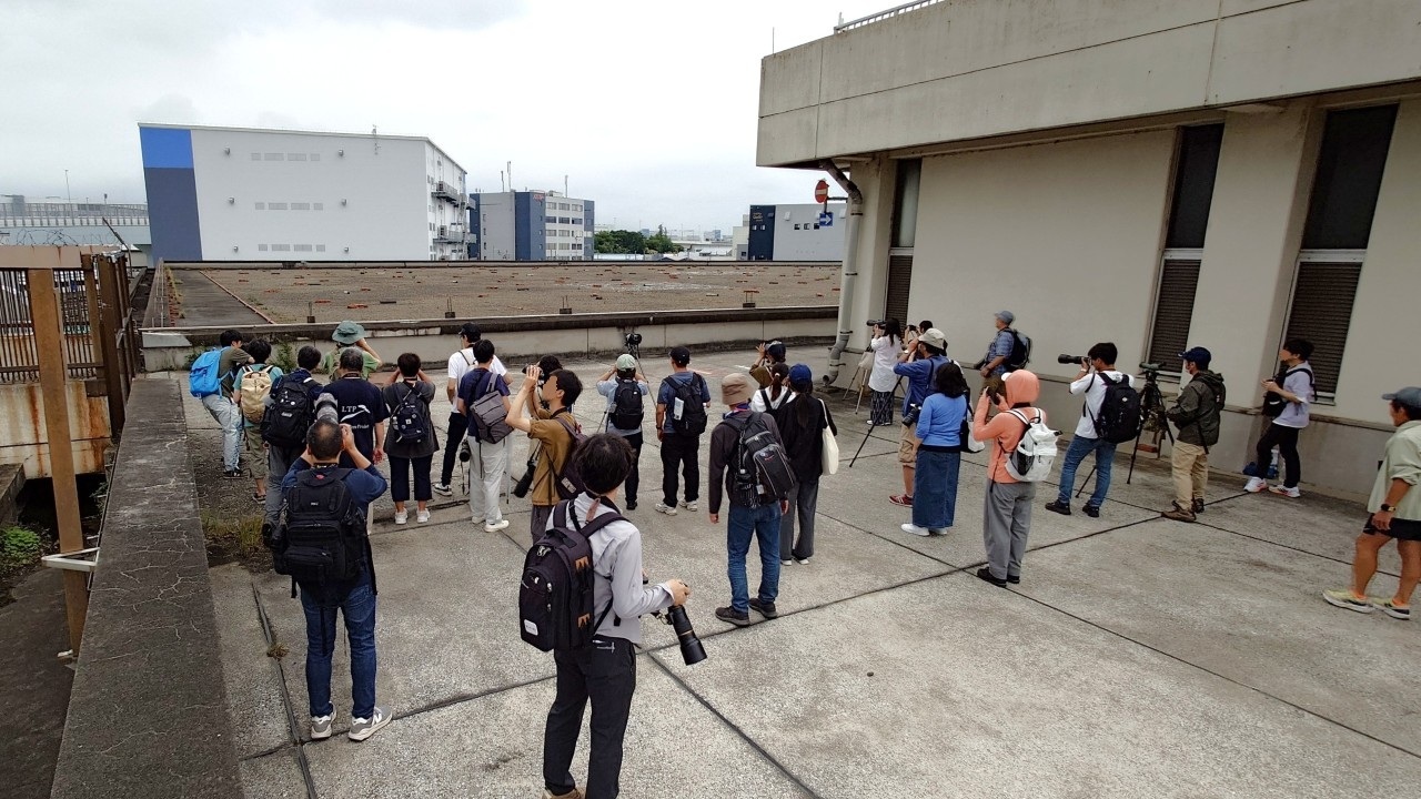 Japan WAD2026 Little Tern observation tour Little Tern Project
