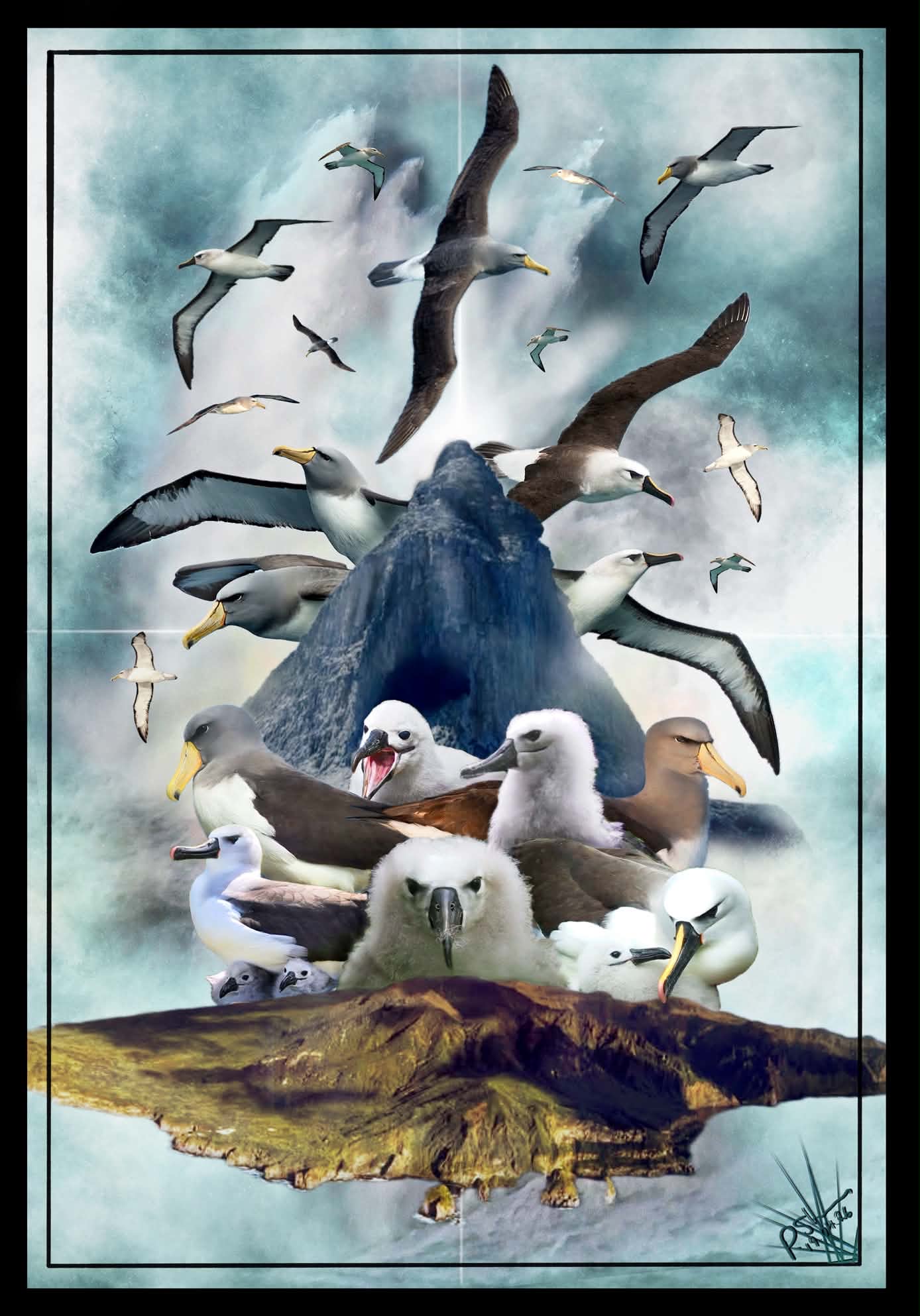 Collage done for ABUN - Chatham Island and Yellow-nosed aalbatrosses