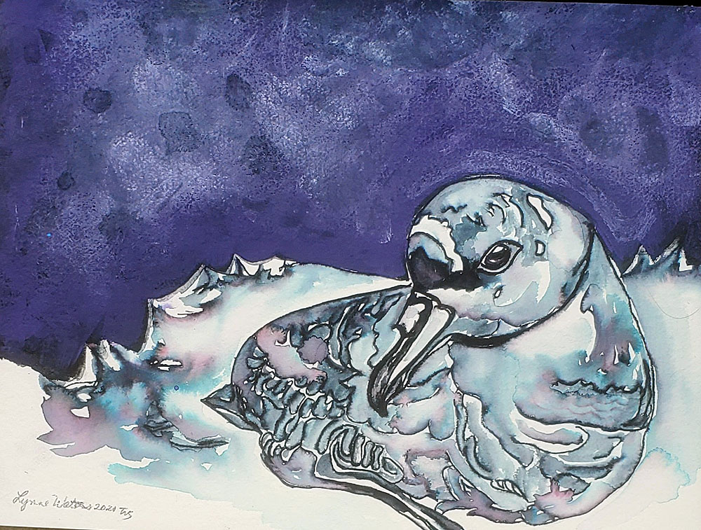 LynneWaters Spectacled Petrel watercolour Peter Ryan